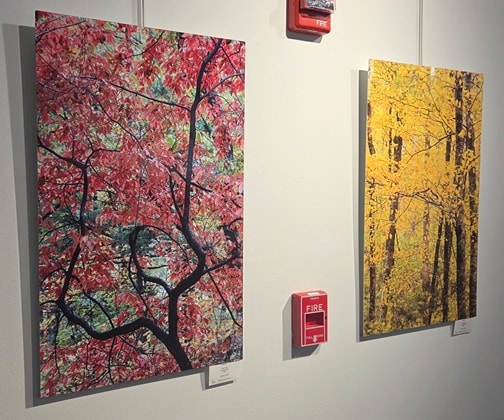 Framed tree and forest artwork displayed on gallery wall